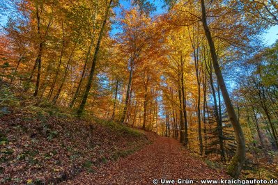 wahiba_herbstwald2.jpg