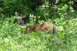 deer-licking-nose.jpg