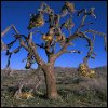 joshuatree3.jpg