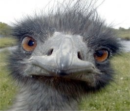 emu.jpg