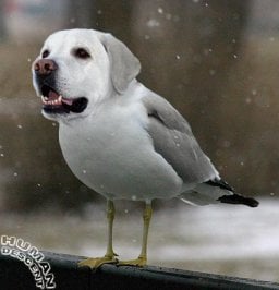 dog-seagull.jpg