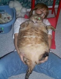 fat cat 0002.jpg