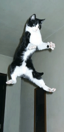 cat-jumping.png