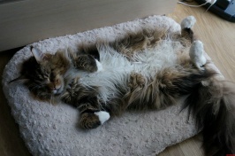 Leon-Maine-Coon-Really-Likes-To-Sleep-On-His-Back.-He-Doesnt-Share-The-Bed..jpg