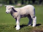 lamb.jpeg