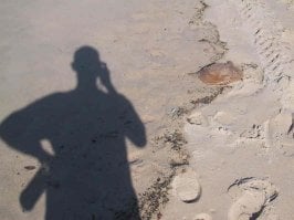 shadow next to jellyfish.jpg