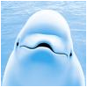 beluga.PNG