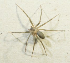 brown_recluse1.jpg