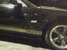 shelby gth.jpg