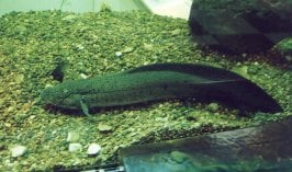 lungfish1.jpg