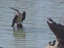 cormorant.jpg