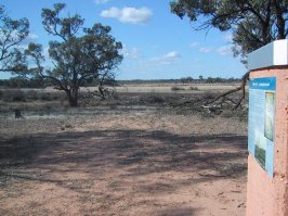 view through scrub at banrock station.jpg