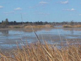 wetlands at banrock station.jpg