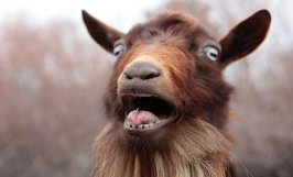 Goat Shocked.jpg