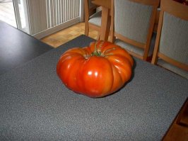 tomato 001.jpg