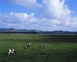 cow_pasture_3.jpg