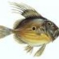 JohnDory