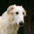 Borzoi Dog