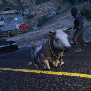 The tamed racing animal on the streets hits a snag with a tamed farming animal on the streets 1