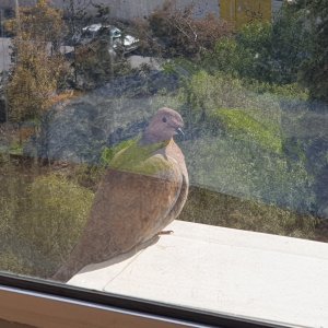 Random pigeon.jpg