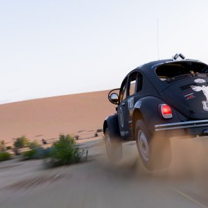 Look out for beetles in the dunes