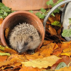 Hedgehog