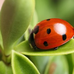 Ladybug