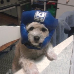 The Niku Family's 2nd doggy heir: Kikas - Wearing boxing headgear because reasons