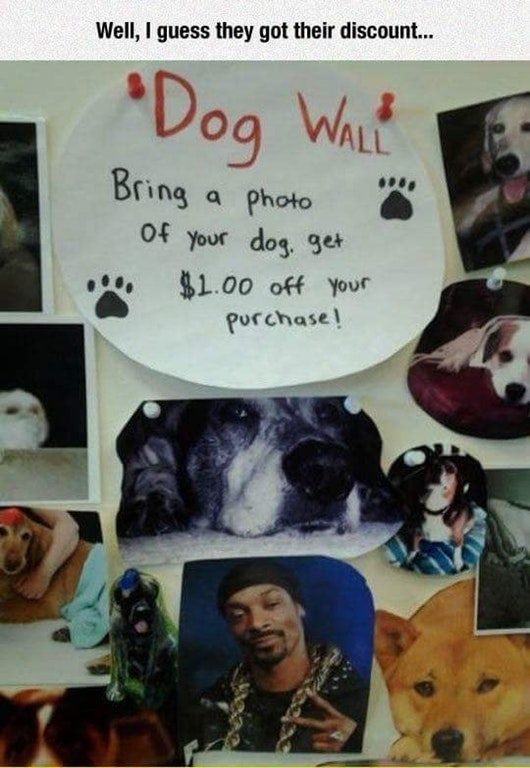 Bring your dog photo