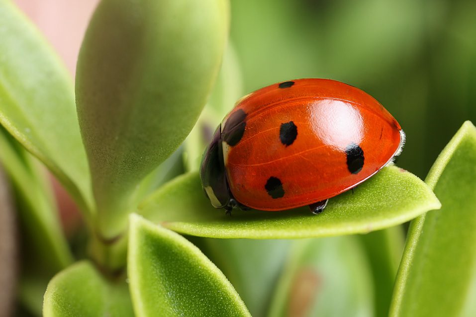 Ladybug