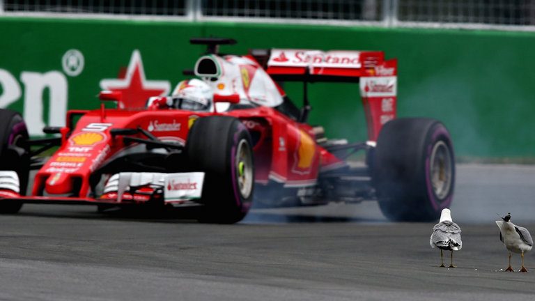 Vettel & the seagulls